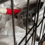 Gewöhnung an eine Hundebox