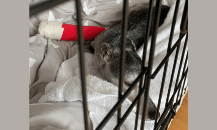 Gewöhnung an eine Hundebox