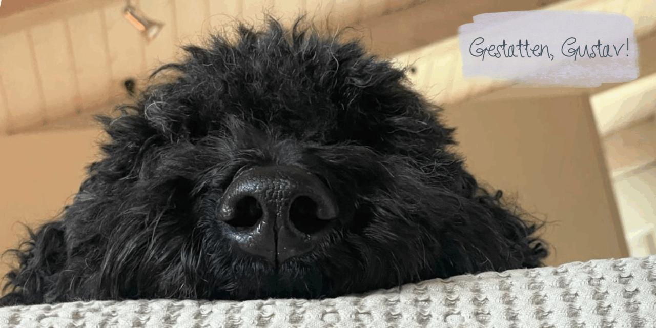 Leinenaggression: Hundebegegnungen mit Gustav