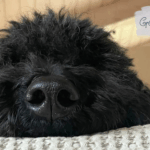 Leinenaggression: Hundebegegnungen mit Gustav