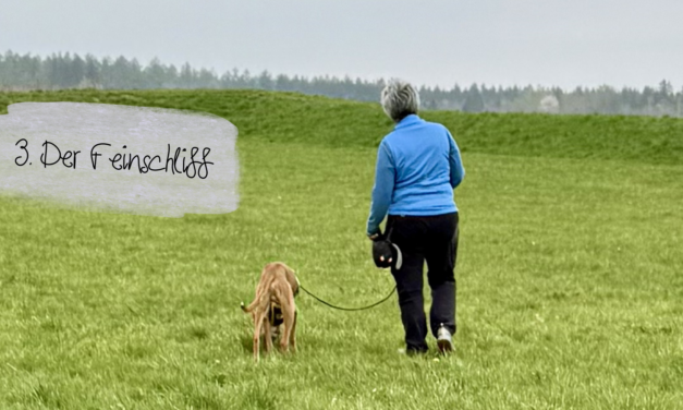 Leinenführigkeit 3: Lockere Leine leicht gemacht – der Feinschliff