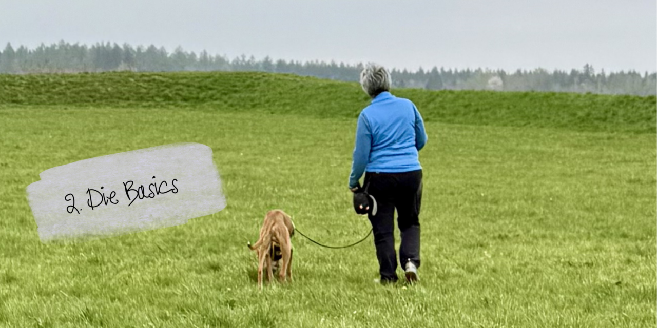 Leinenführigkeit 2: Lockere Leine leicht gemacht – die Basics