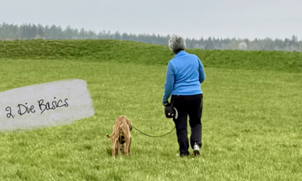 Leinenführigkeit 2: Lockere Leine leicht gemacht – die Basics