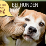 Sexualverhalten – Hormone – Kastration bei Hunden